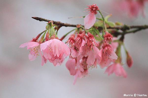 鹿谷台大茶園 (24)