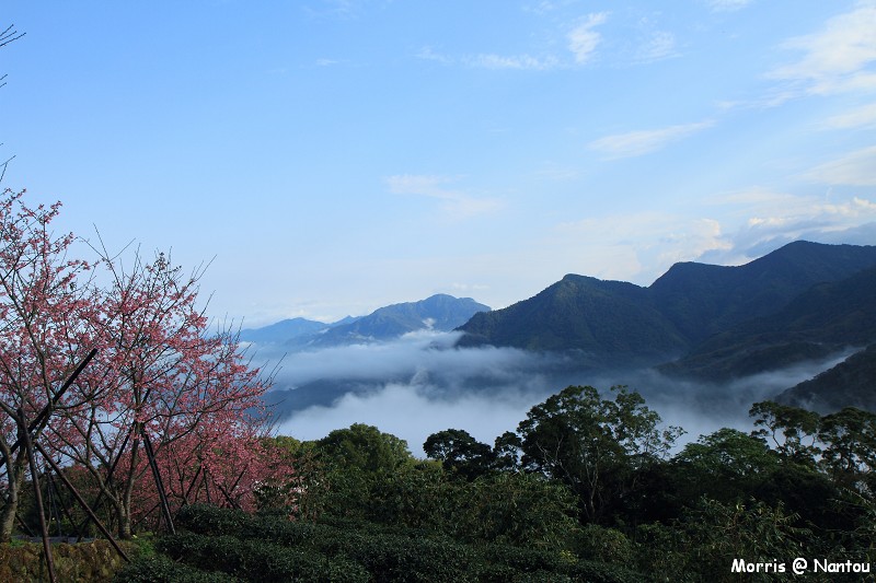 鹿谷台大茶園 (41)