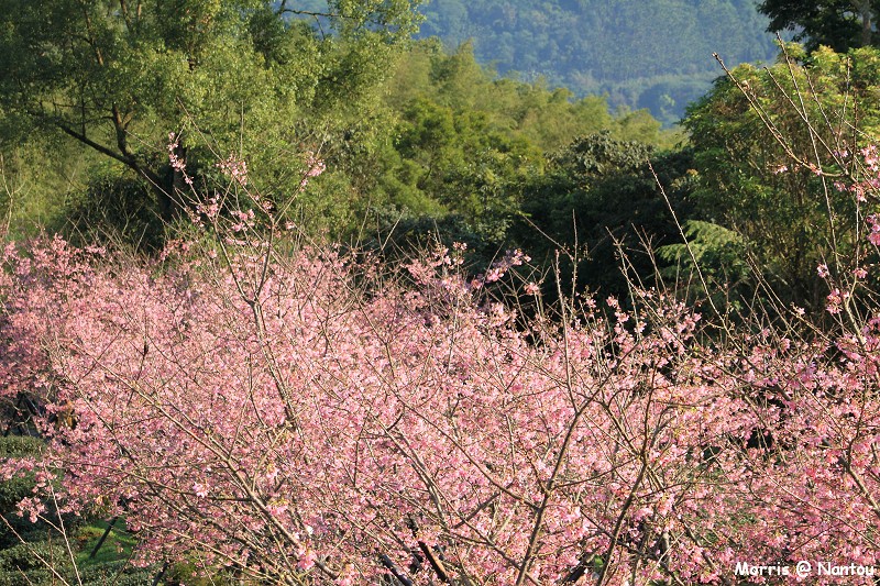 鹿谷台大茶園 (76)