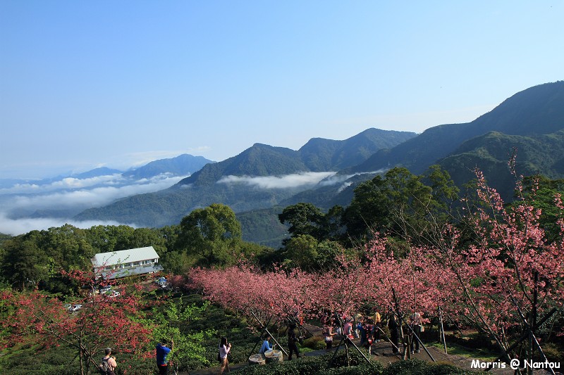 鹿谷台大茶園 (77)