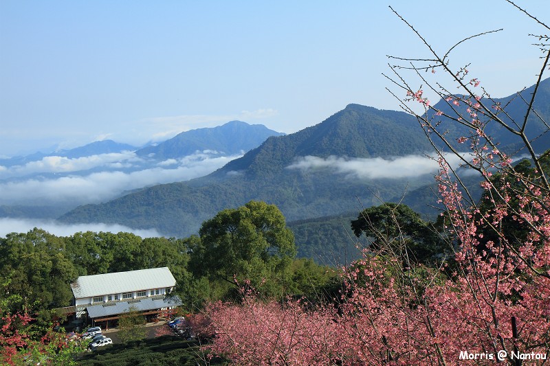 鹿谷台大茶園 (78)