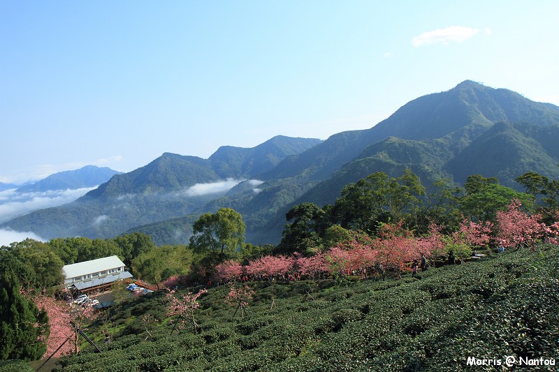 鹿谷台大茶園 (79)