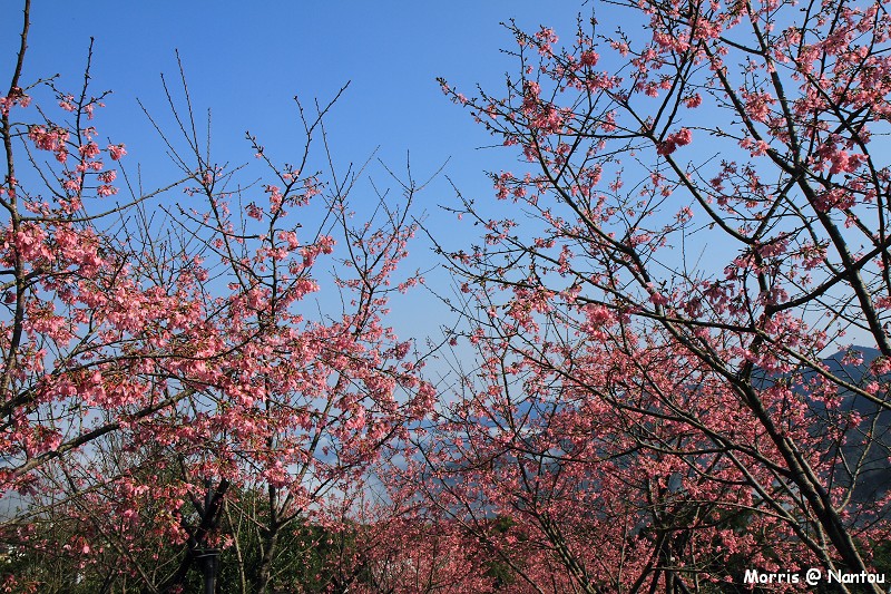 鹿谷台大茶園 (82)