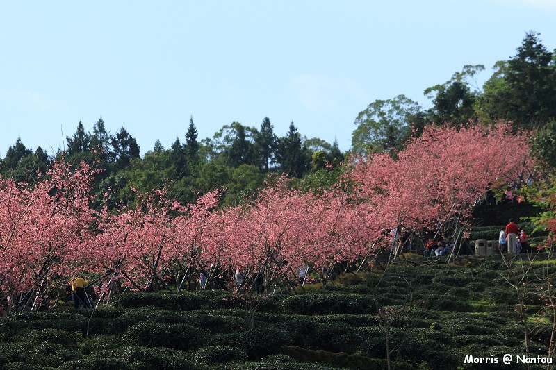 鹿谷台大茶園 (92)