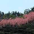 鹿谷台大茶園 (92)