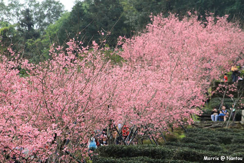 鹿谷台大茶園 (93)