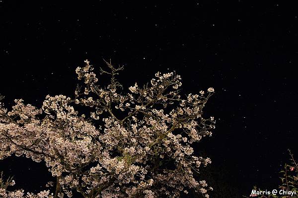 2012阿里山櫻花季 (5)