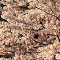 2012阿里山櫻花季 (19)