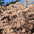 2012阿里山櫻花季 (20)