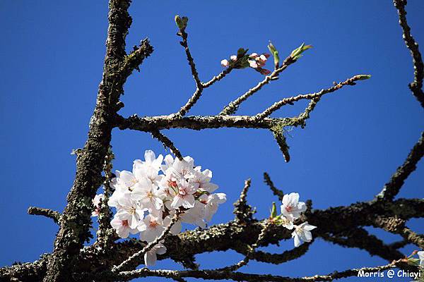 2012阿里山櫻花季 (40)