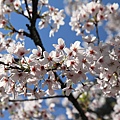2012阿里山櫻花季 (78)