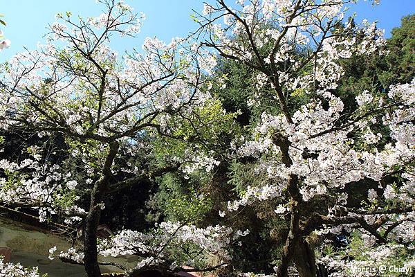 2012阿里山櫻花季 (81)