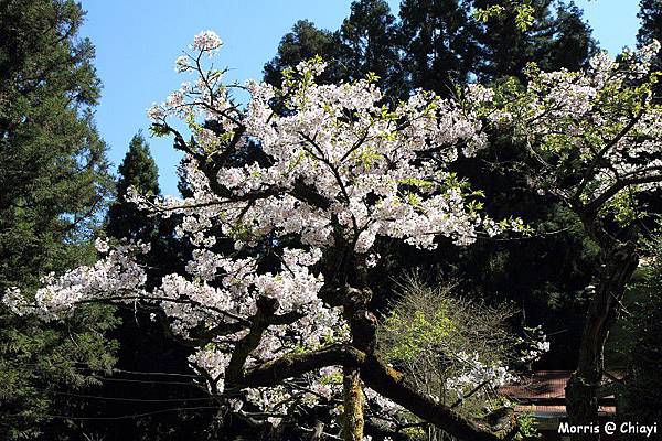 2012阿里山櫻花季 (92)