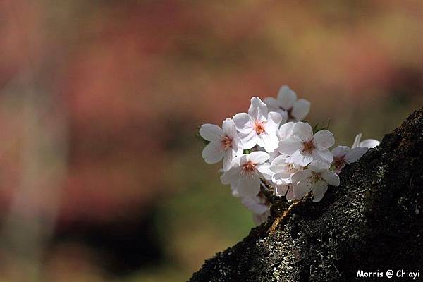 2012阿里山櫻花季 (103)