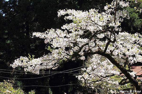 2012阿里山櫻花季 (107)