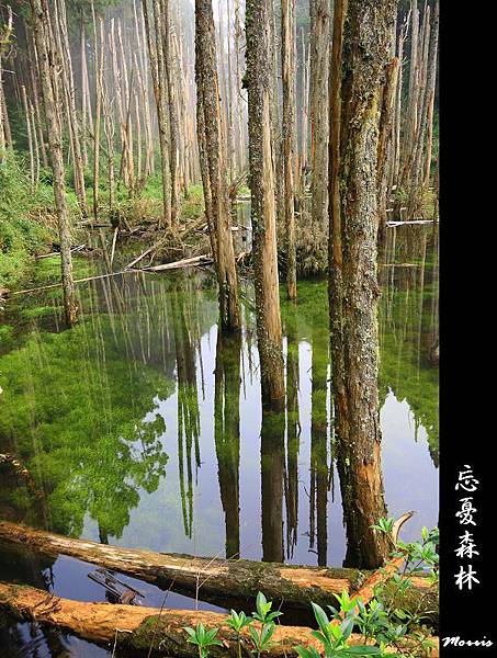 夢幻‧忘憂森林 (08).jpg