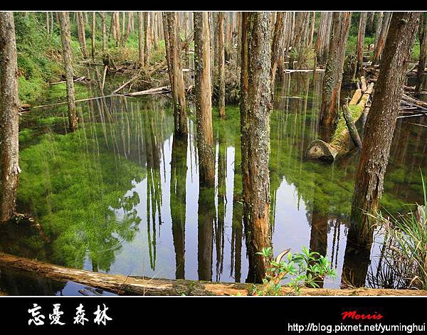 夢幻‧忘憂森林 (09).jpg