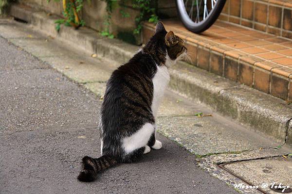 迷路‧在原宿 (13).JPG