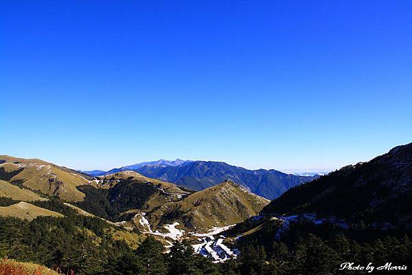 銀雪合歡 (08).JPG