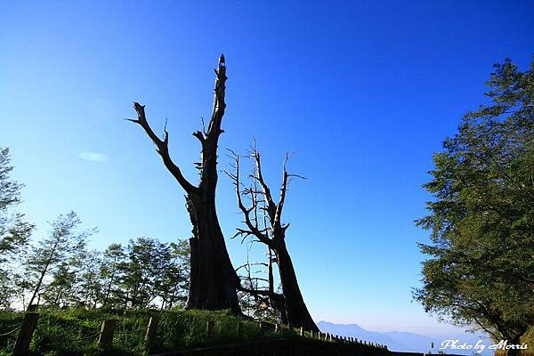 廝守新中橫夫妻樹 (02).JPG