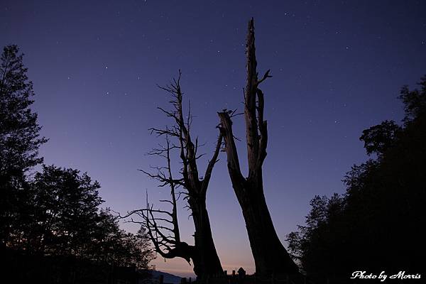 廝守新中橫夫妻樹 (09).JPG