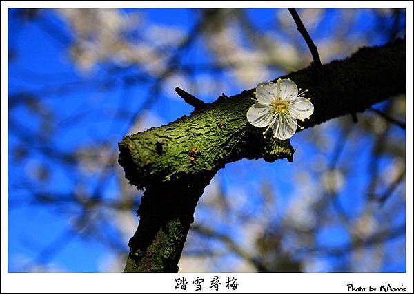 烏松崙踏雪尋梅 (21).JPG