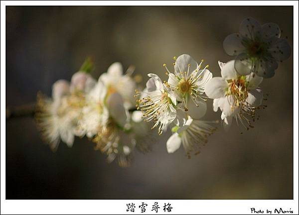 烏松崙踏雪尋梅 (27).JPG