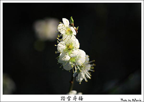 烏松崙踏雪尋梅 (36).JPG