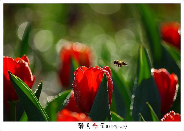 鬱見春天桃源仙谷 (01).JPG