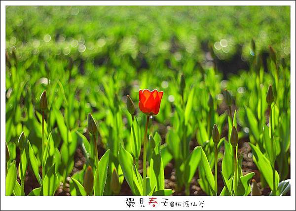 鬱見春天桃源仙谷 (03).JPG