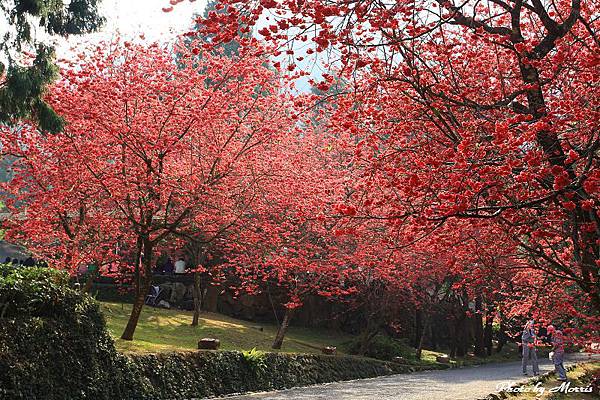 九族日櫻 (14).JPG