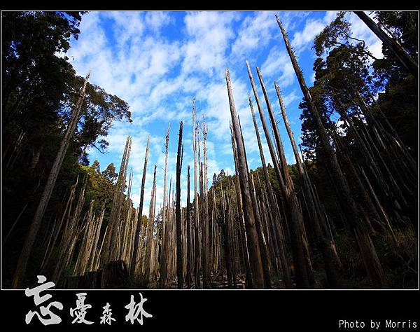 天然紙廠‧忘憂森林 (04).JPG