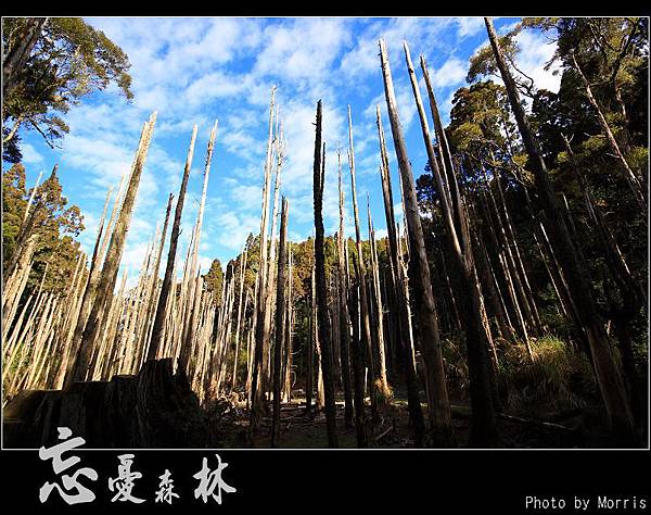 天然紙廠‧忘憂森林 (05).JPG