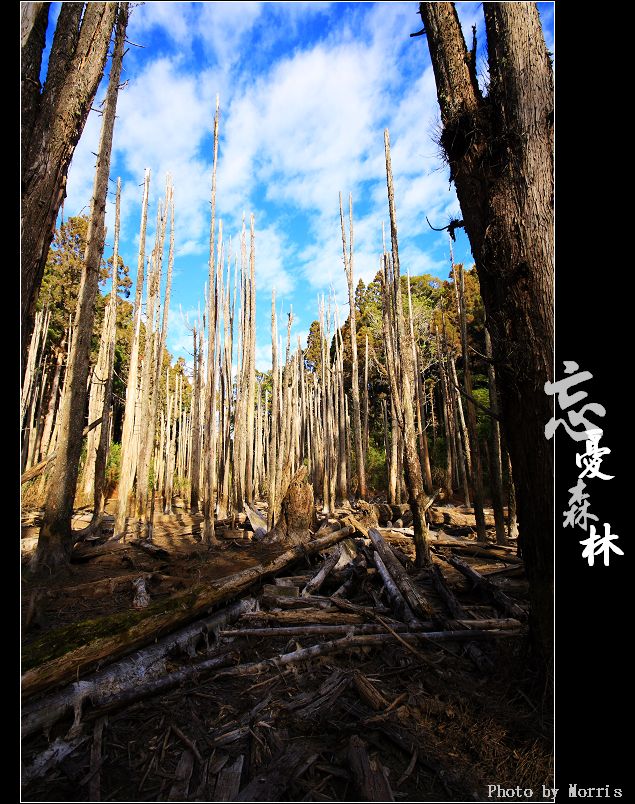 天然紙廠‧忘憂森林 (06).JPG