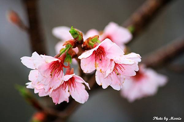 阿里山櫻花季前奏曲 (53).JPG