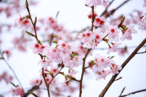 阿里山櫻花季前奏曲 (54).JPG