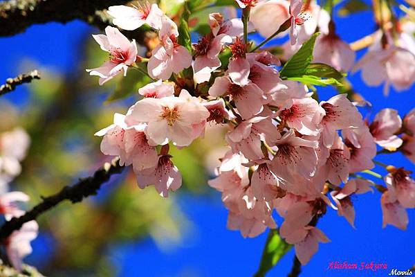 不一樣的阿里山櫻花季 (01).JPG