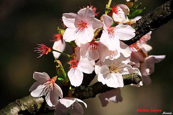 不一樣的阿里山櫻花季 (07).JPG