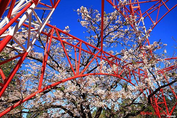不一樣的阿里山櫻花季 (08).JPG