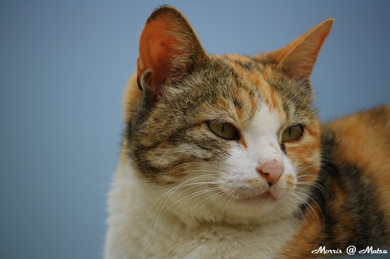 【馬祖】芹壁有貓 26 49fef453a2ded