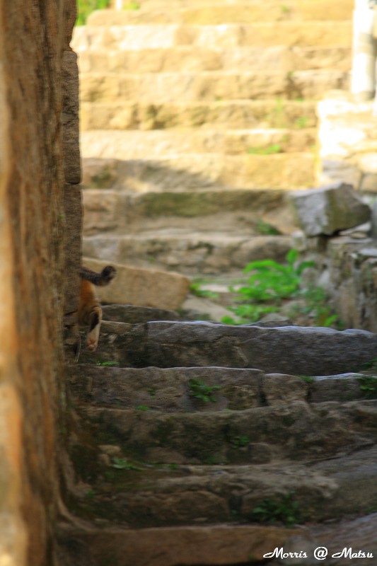 【馬祖】芹壁有貓 2 49fef4584e43f