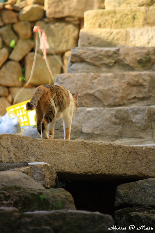 【馬祖】芹壁有貓 3 49fef4605c948