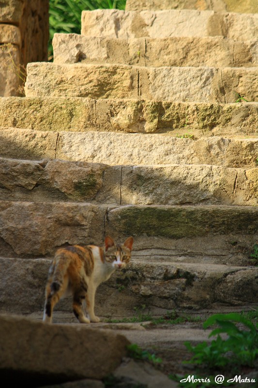 【馬祖】芹壁有貓 4 49fef468491e8