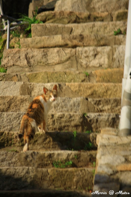 【馬祖】芹壁有貓 5 49fef46e2c005