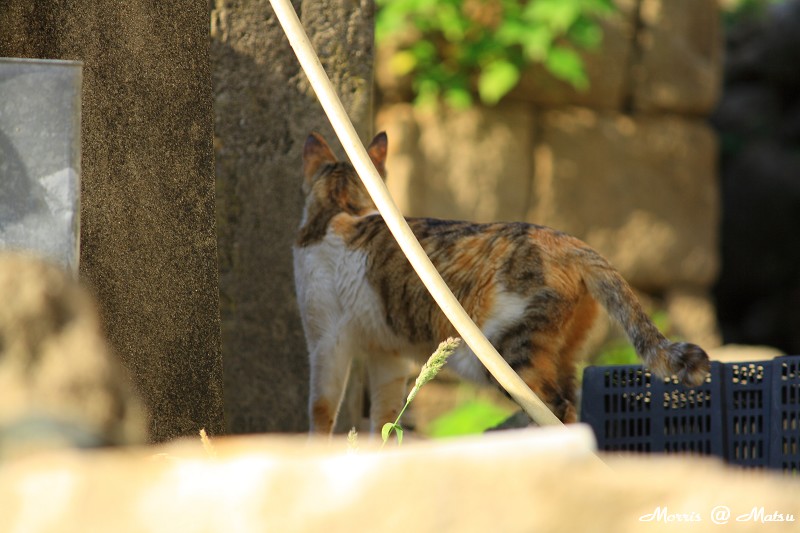 【馬祖】芹壁有貓 6 49fef475cf053