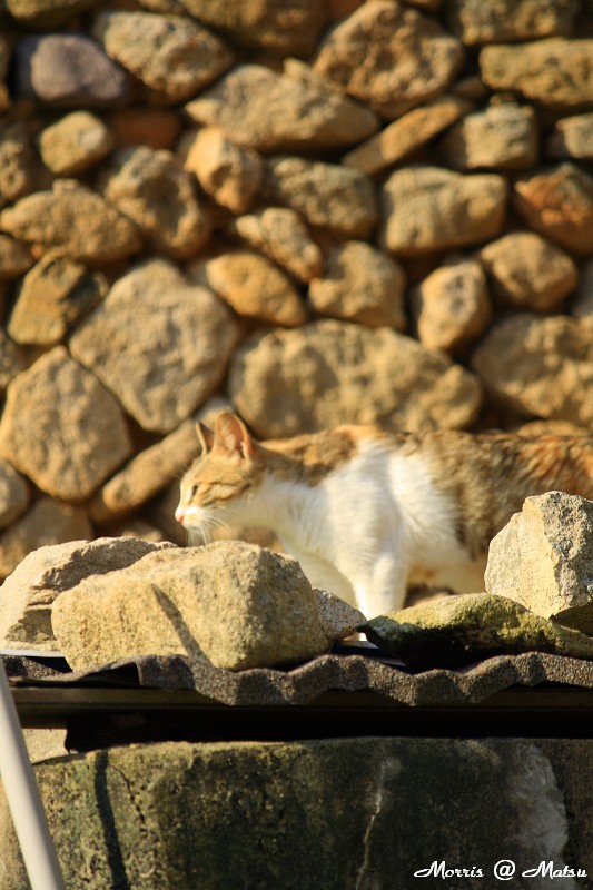 【馬祖】芹壁有貓 7 49fef47c7b5eb