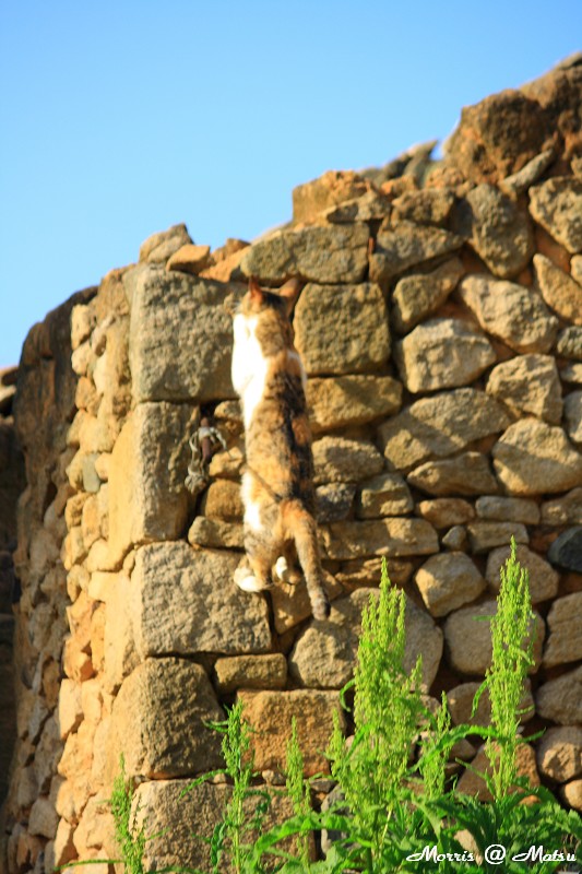 【馬祖】芹壁有貓 8 49fef4834ffae