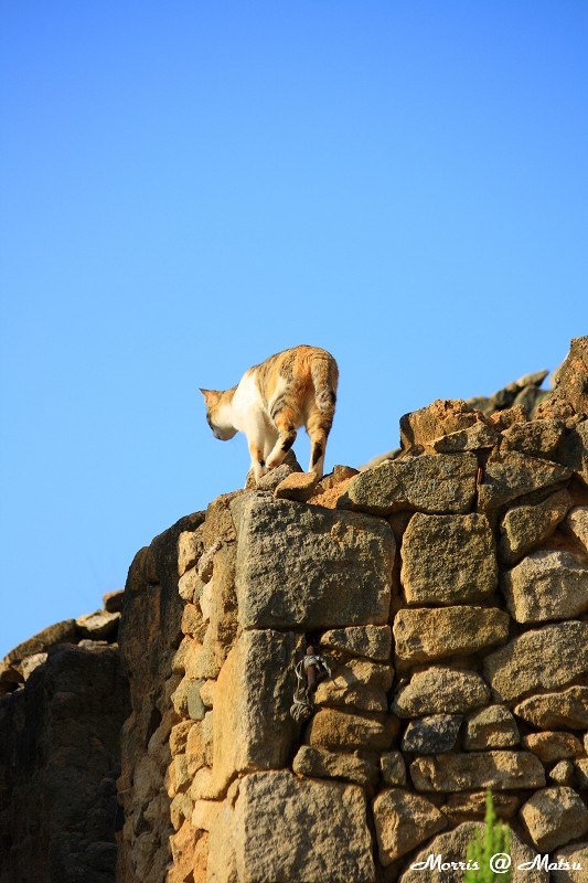 【馬祖】芹壁有貓 9 49fef48abd6d7