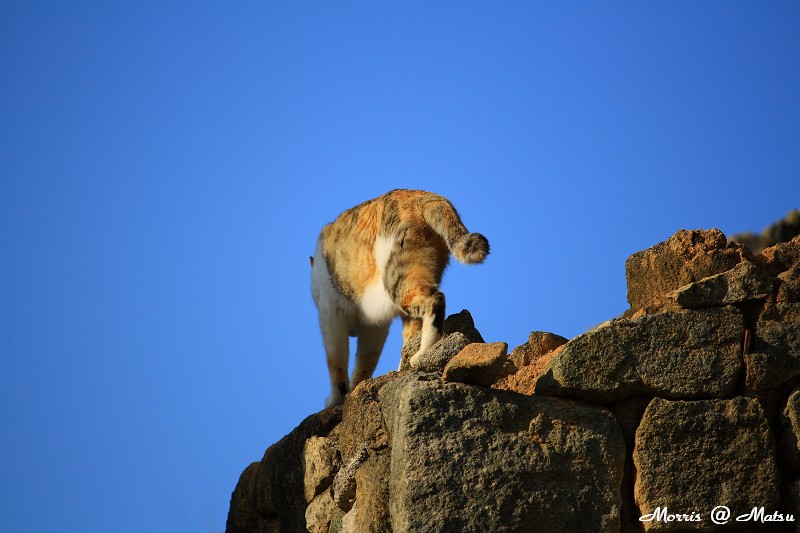 【馬祖】芹壁有貓 10 49fef48f65828