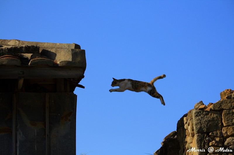 【馬祖】芹壁有貓 1 49fef492ed9a9